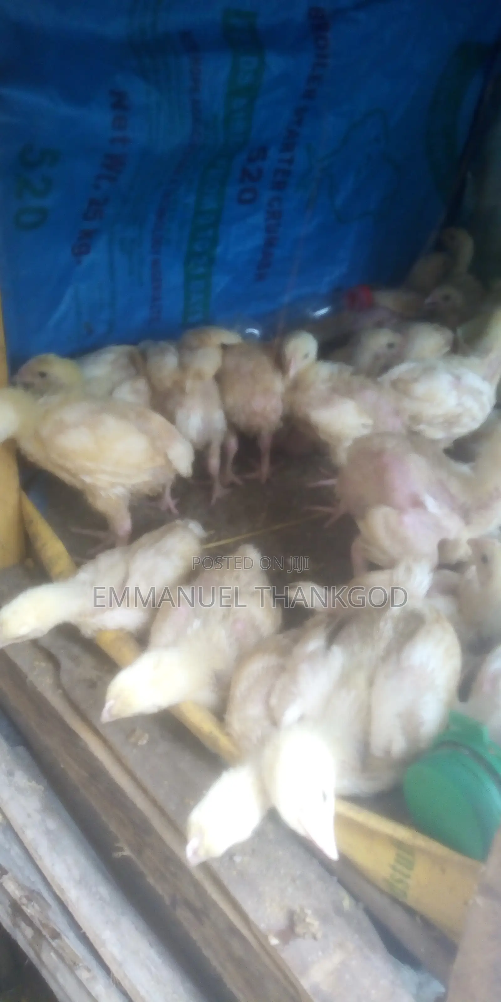 Chickens for Sale