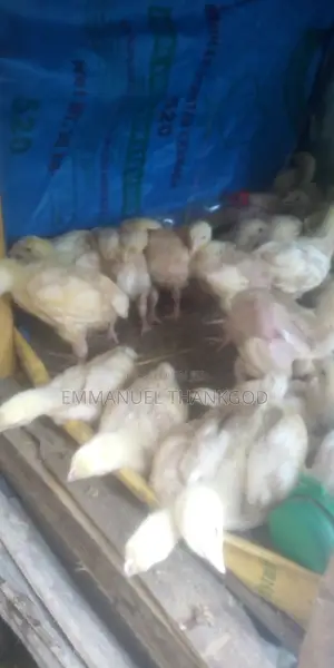 Chickens for Sale