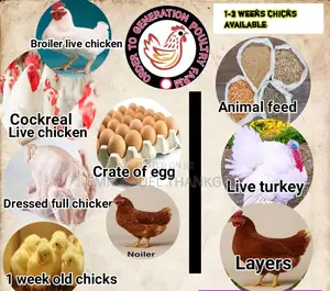 Chickens for Sale