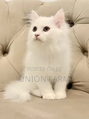 1-3 months Male Purebred Persian