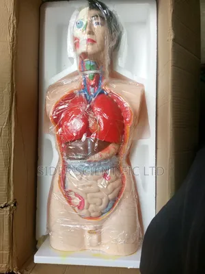 Anatomy Human