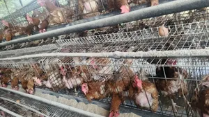 Shina Poultry Cages