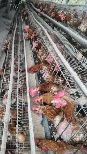 Shina Poultry Cages