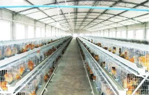 Shina Poultry Cages