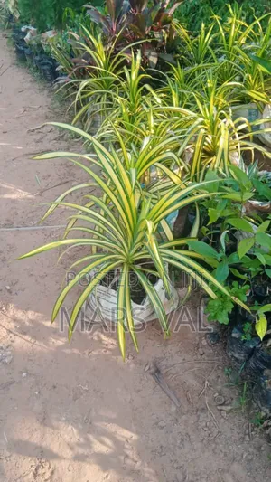 Landscaping/Gardening