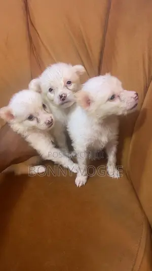 1-3 months Female Purebred American Eskimo