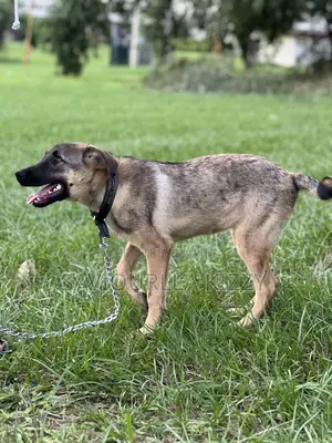 6-12 months Female Mixed Breed Caucasian Shepherd