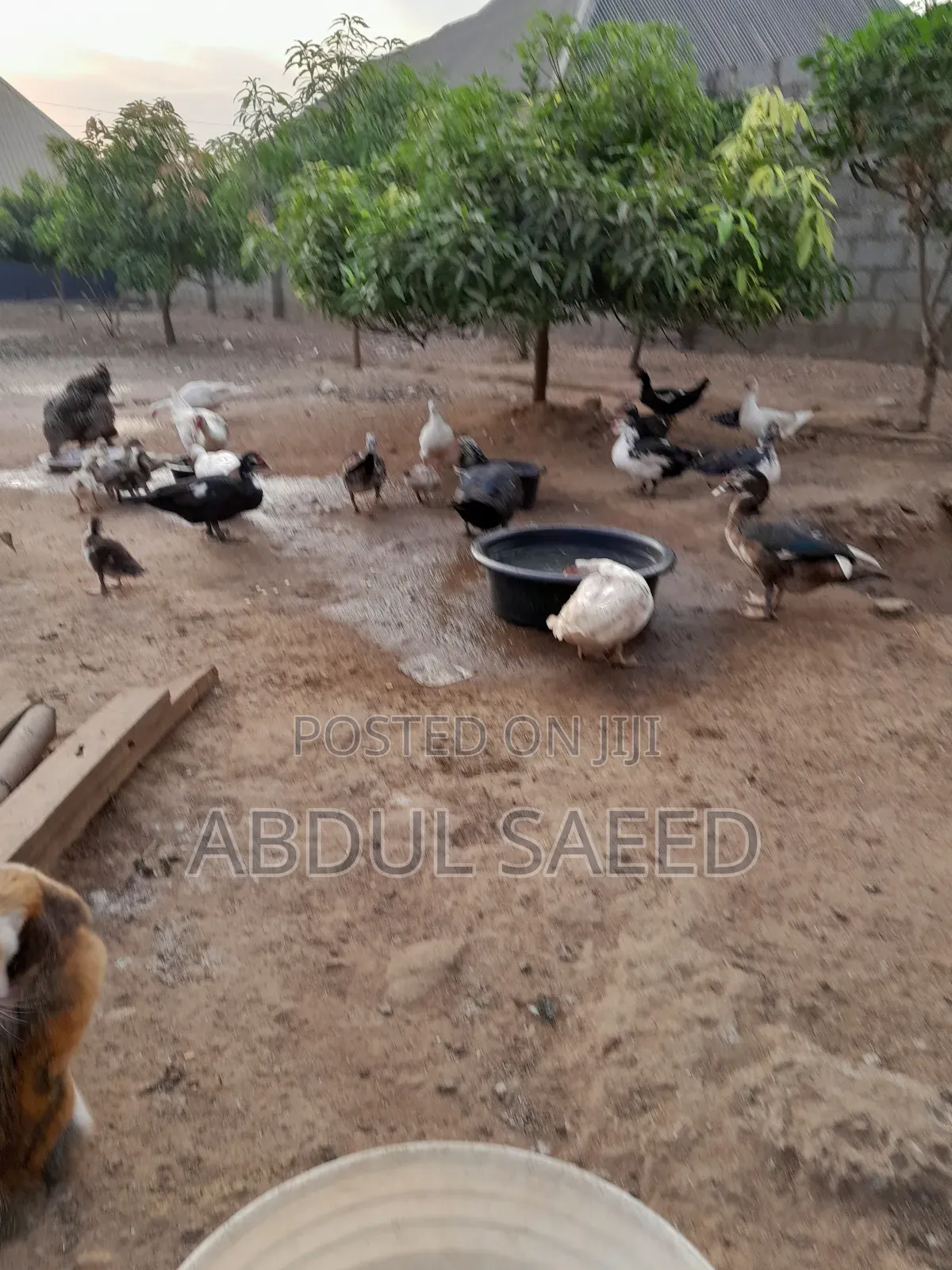 Duck for Sales