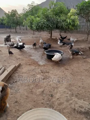 Duck for Sales
