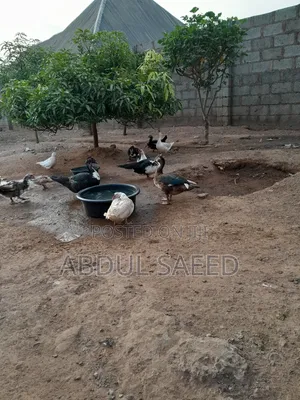 Duck for Sales