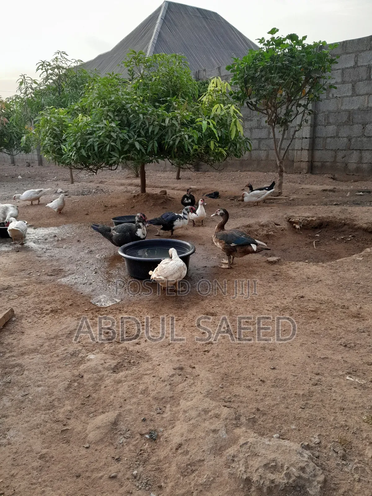 Duck for Sales