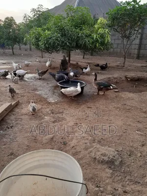Duck for Sales