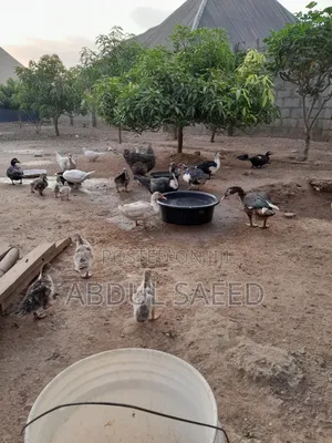Duck for Sales
