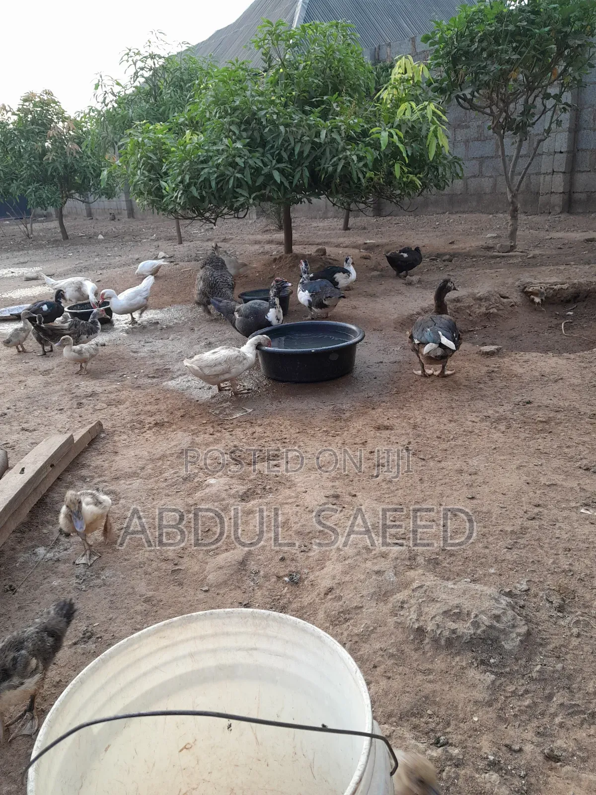Duck for Sales