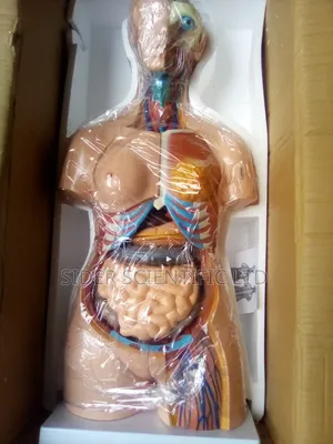 Human Anatomy Unisex