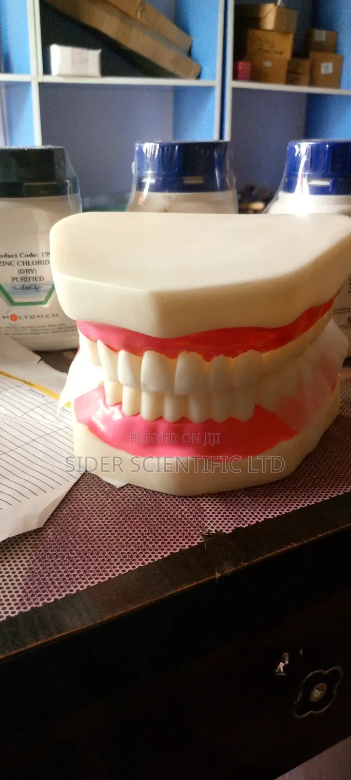Teeth Model