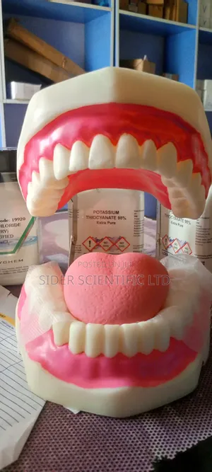 Teeth Model
