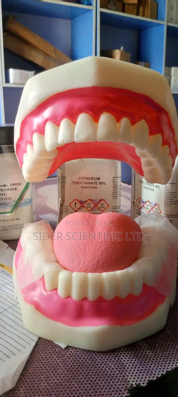 Teeth Model