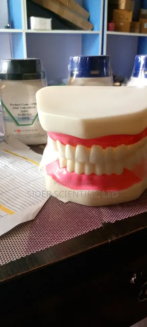 Teeth Model