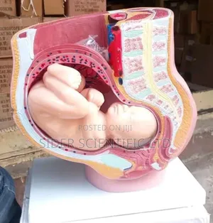 Baby in Uterus