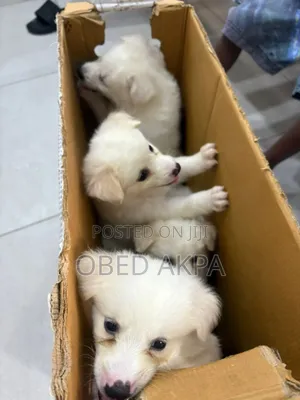 1-3 months Female Purebred American Eskimo