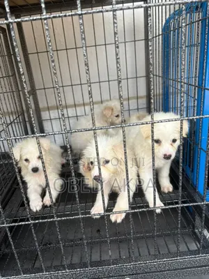 1-3 months Male Purebred American Eskimo