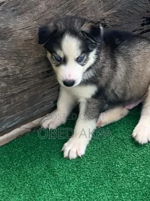 1-3 months Female Purebred Siberian Husky