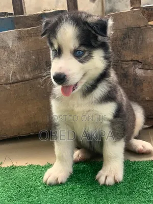 1-3 months Male Purebred Siberian Husky