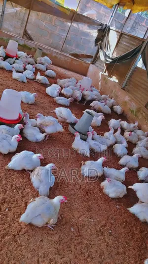 10 Weeks Chicken For