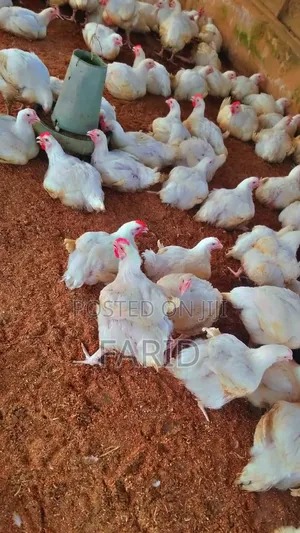 10 Weeks Chicken For