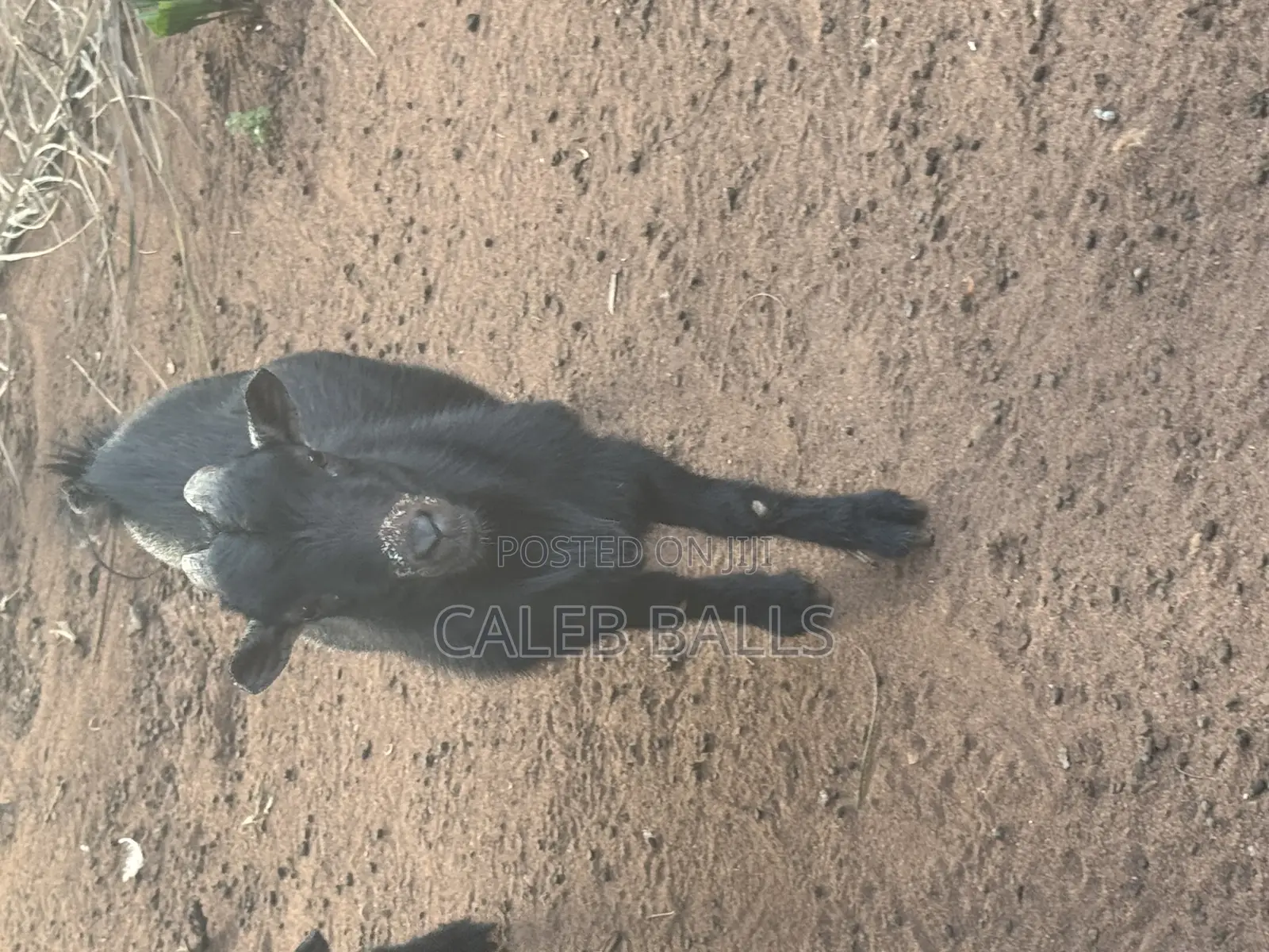 African Duarf Goat