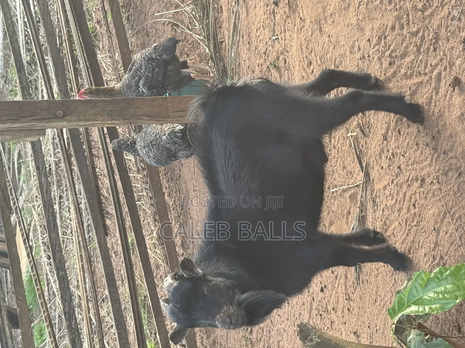 African Duarf Goat