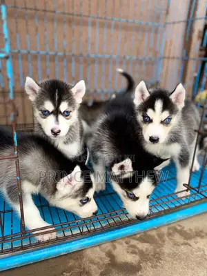 1-3 months Female Purebred Siberian Husky