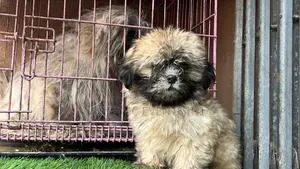 1-3 months Male Purebred Lhasa Apso