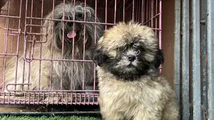 1-3 months Male Purebred Lhasa Apso
