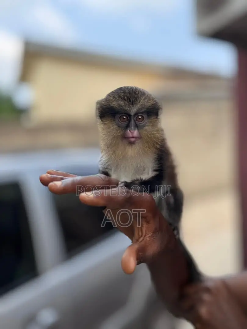 Live Baby Monkey