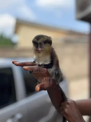 Live Baby Monkey