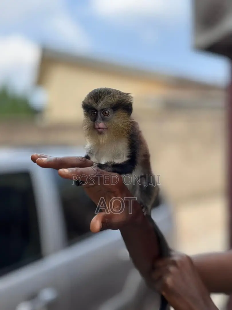 Live Baby Monkey