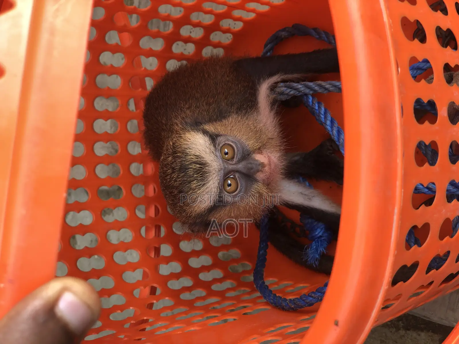 Live Baby Monkey