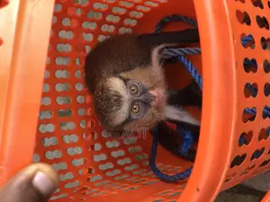Live Baby Monkey