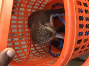 Live Baby Monkey