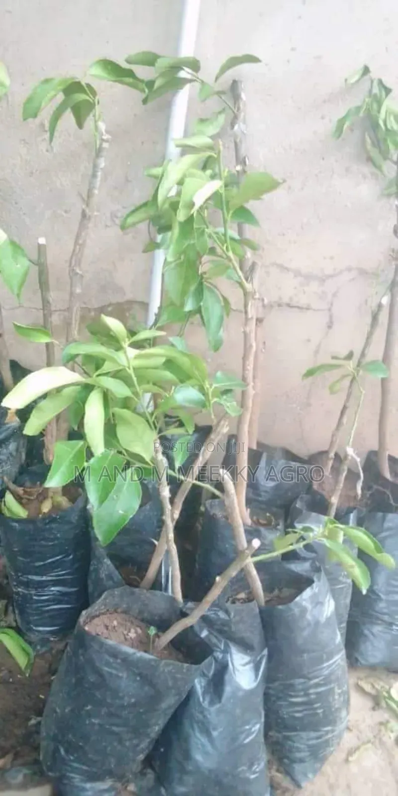  Hybrid Dwarf Citrus Seedlings for Sale 