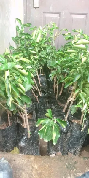  Hybrid Dwarf Citrus Seedlings for Sale 