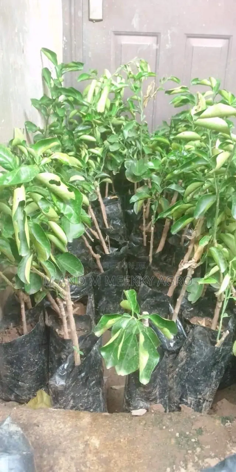  Hybrid Dwarf Citrus Seedlings for Sale 