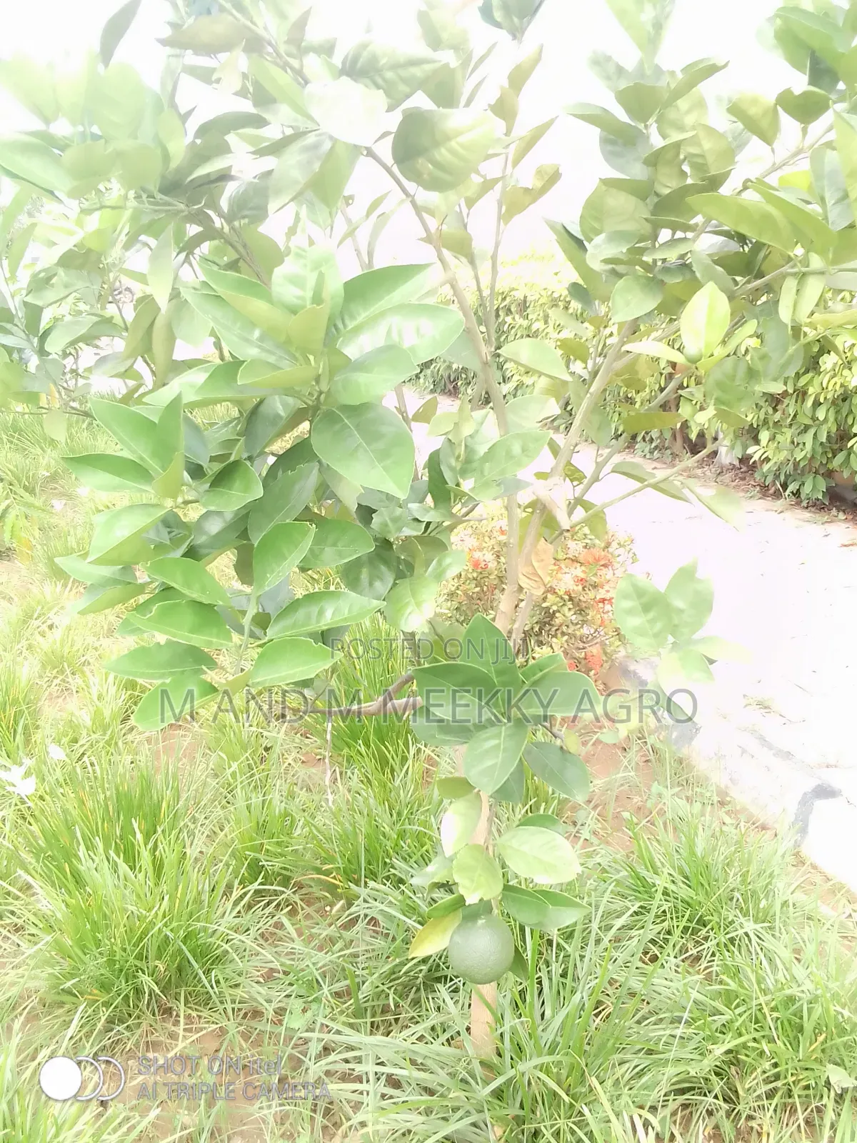  Hybrid Dwarf Citrus Seedlings for Sale 