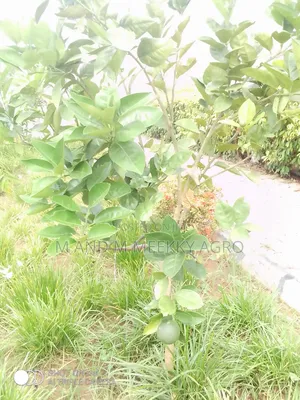  Hybrid Dwarf Citrus Seedlings for Sale 