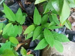 Sugar Apple Annona Squamosa