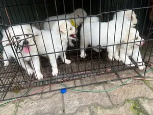1-3 months Female Purebred American Eskimo