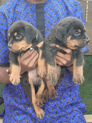 1-3 months Male Purebred Rottweiler