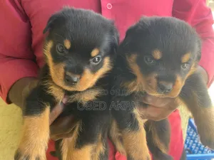 1-3 months Male Purebred Rottweiler